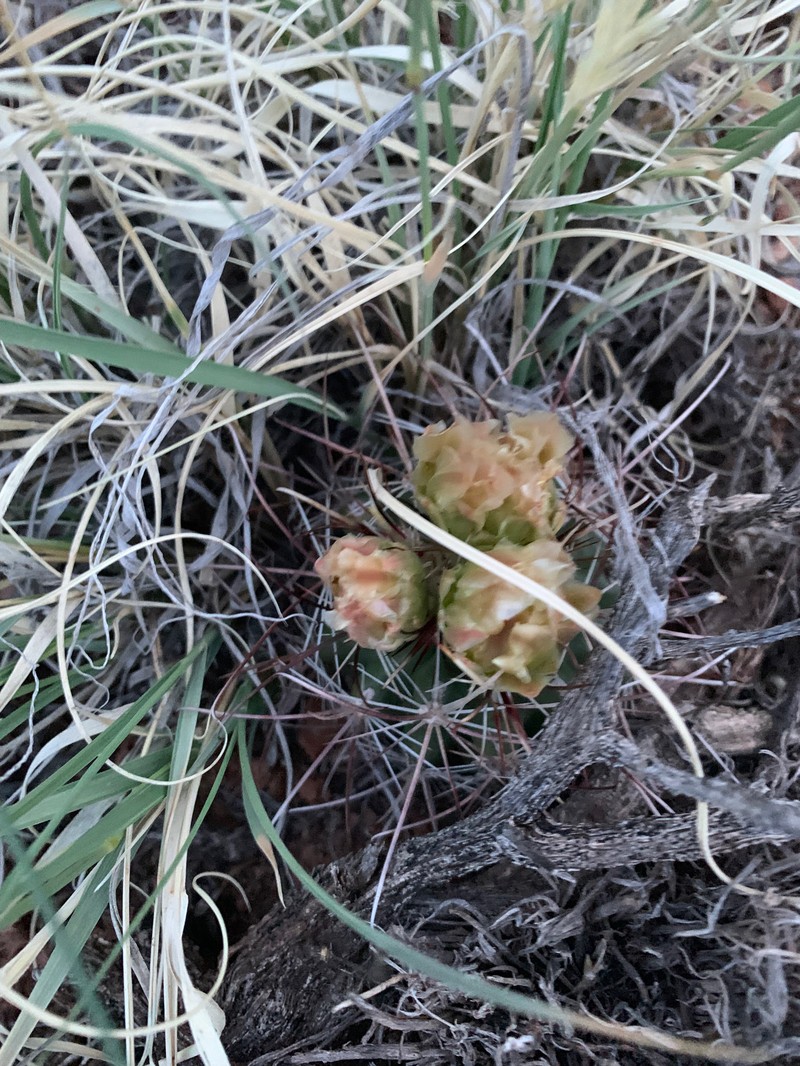 Sclerocactus parviflorus subsp. terrae-canyonae photo 2