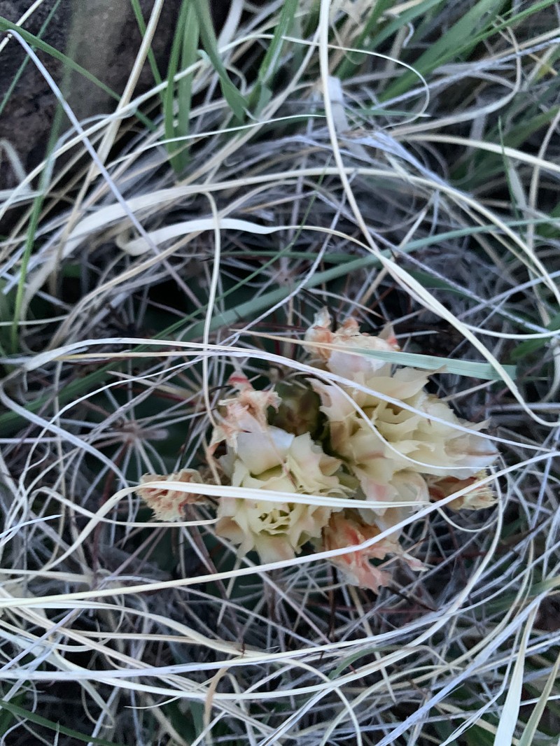 Sclerocactus parviflorus subsp. terrae-canyonae photo 3
