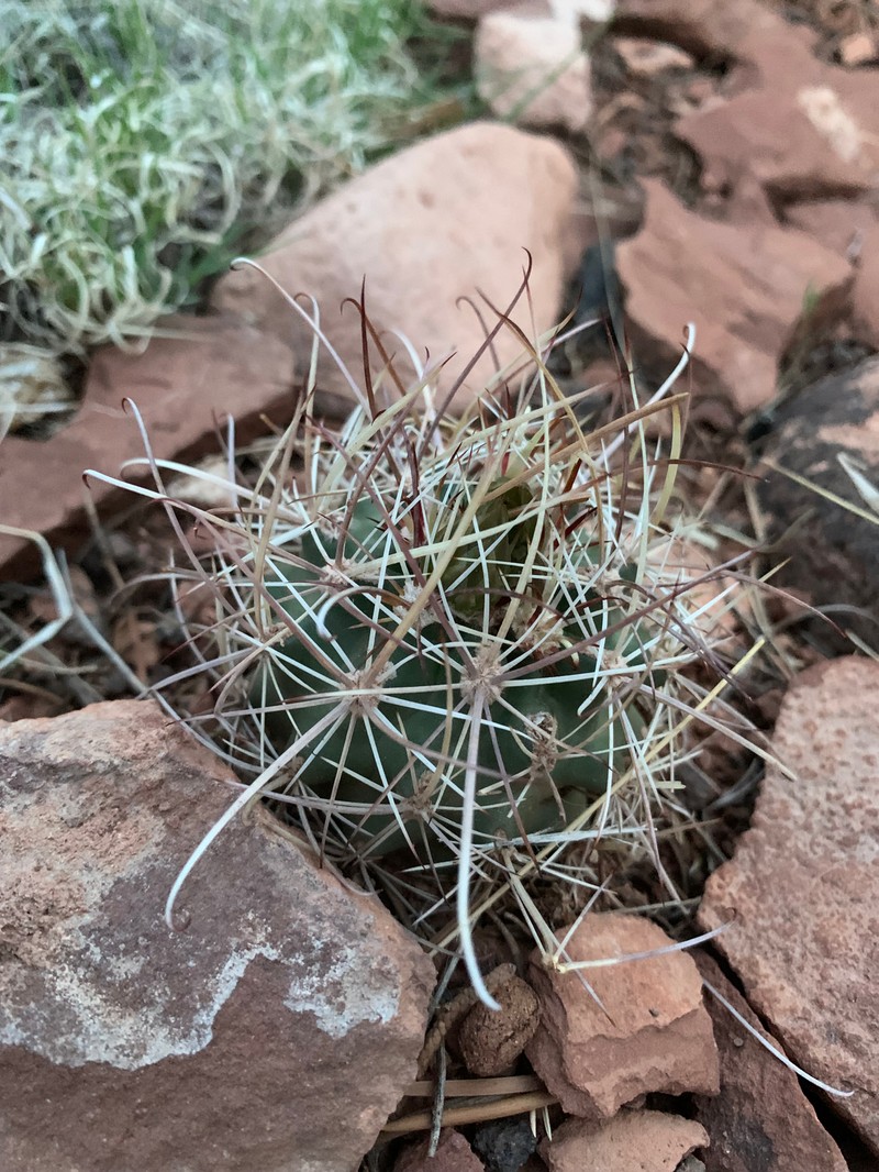 Sclerocactus parviflorus subsp. terrae-canyonae photo 4