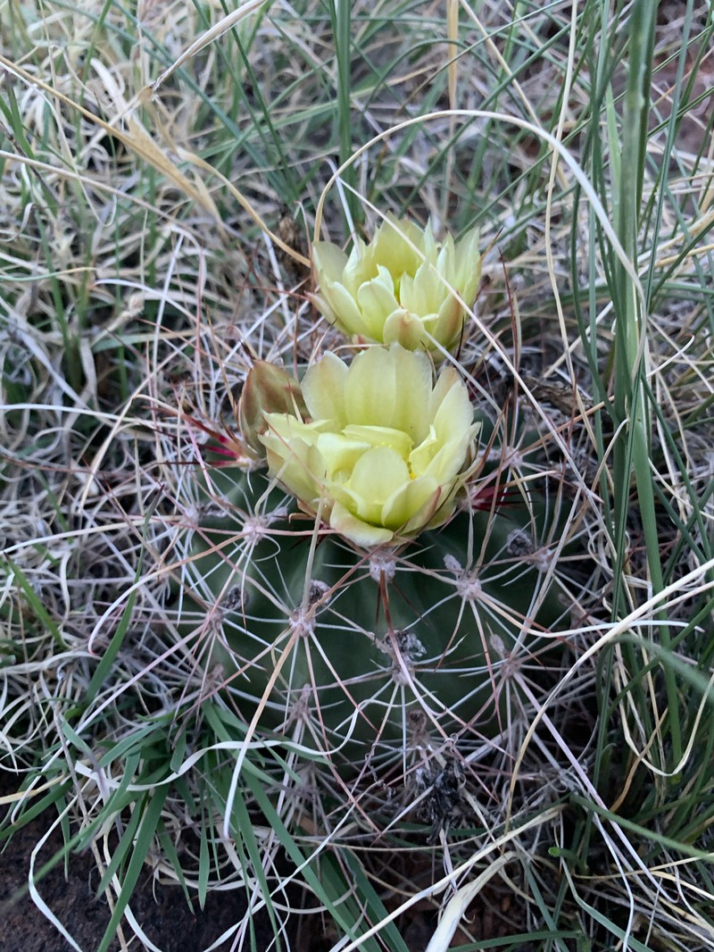 Sclerocactus parviflorus subsp. terrae-canyonae photo 5
