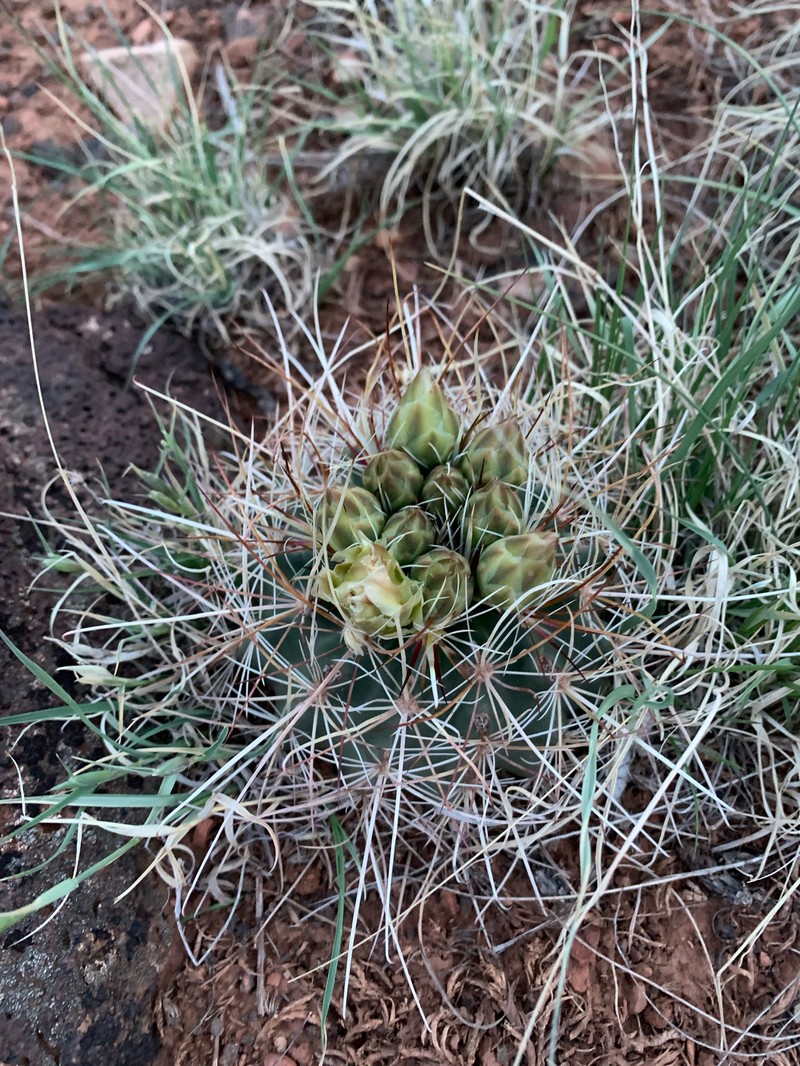 Sclerocactus parviflorus subsp. terrae-canyonae photo 6