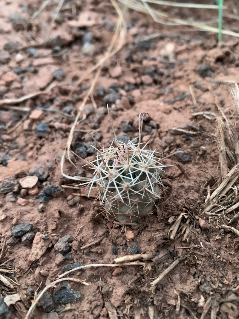 Sclerocactus parviflorus subsp. terrae-canyonae photo 7