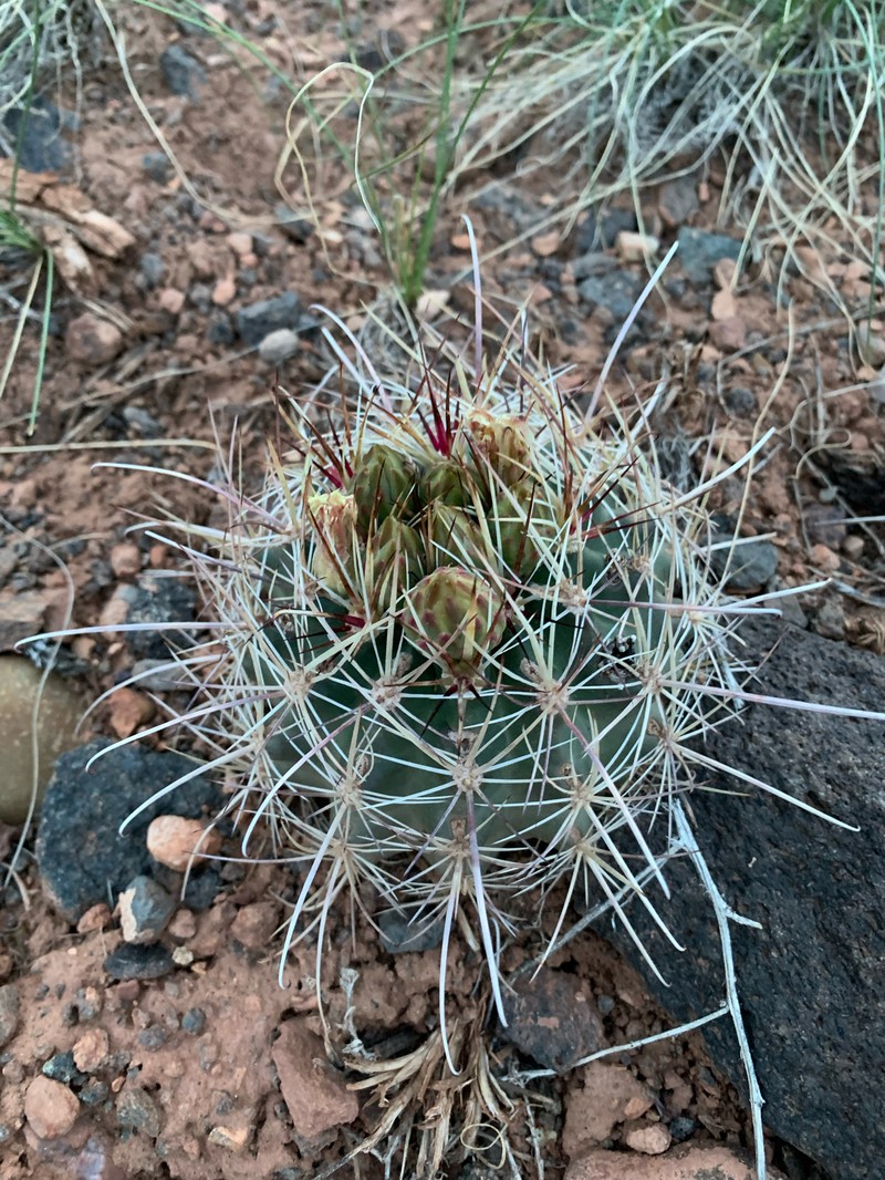Sclerocactus parviflorus subsp. terrae-canyonae photo 8