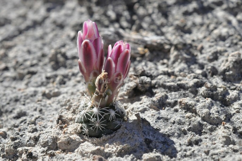 Sclerocactus pinkavanus