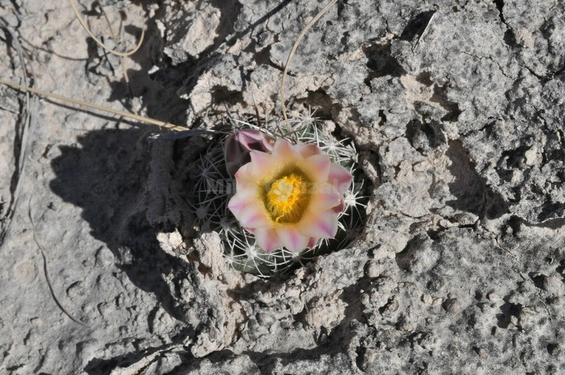 Sclerocactus pinkavanus photo 2