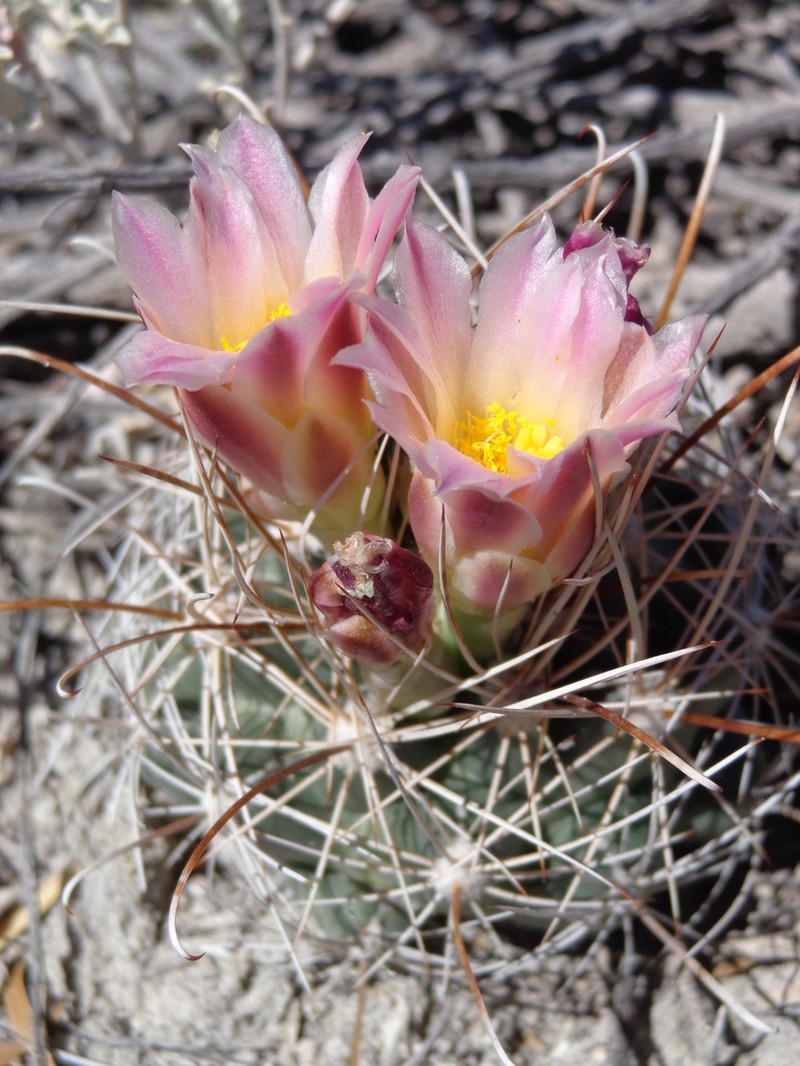 Sclerocactus pinkavanus photo 3