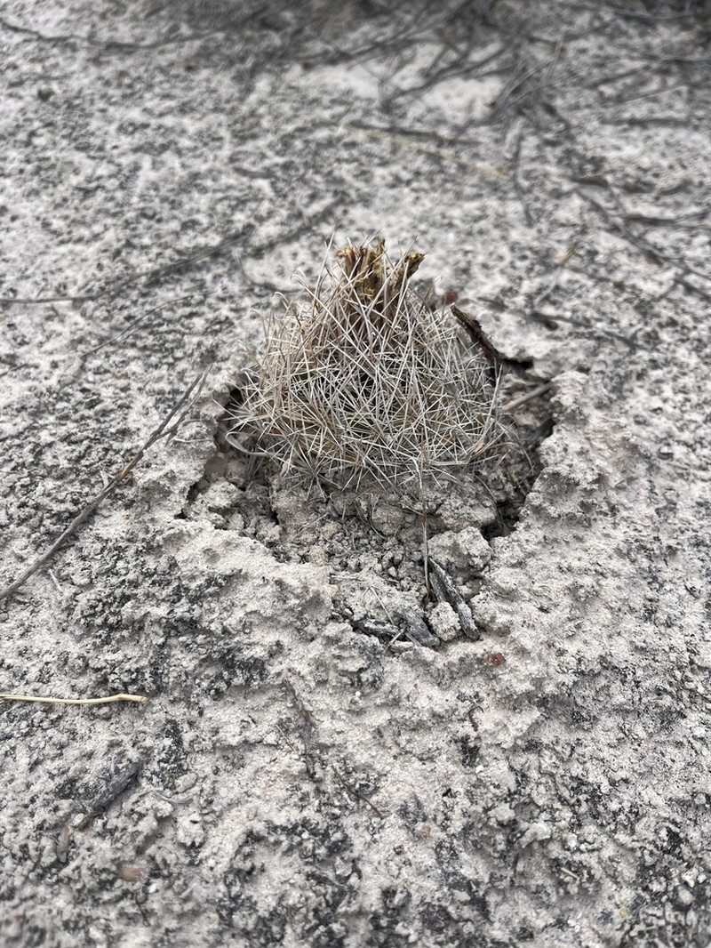 Sclerocactus pinkavanus photo 4
