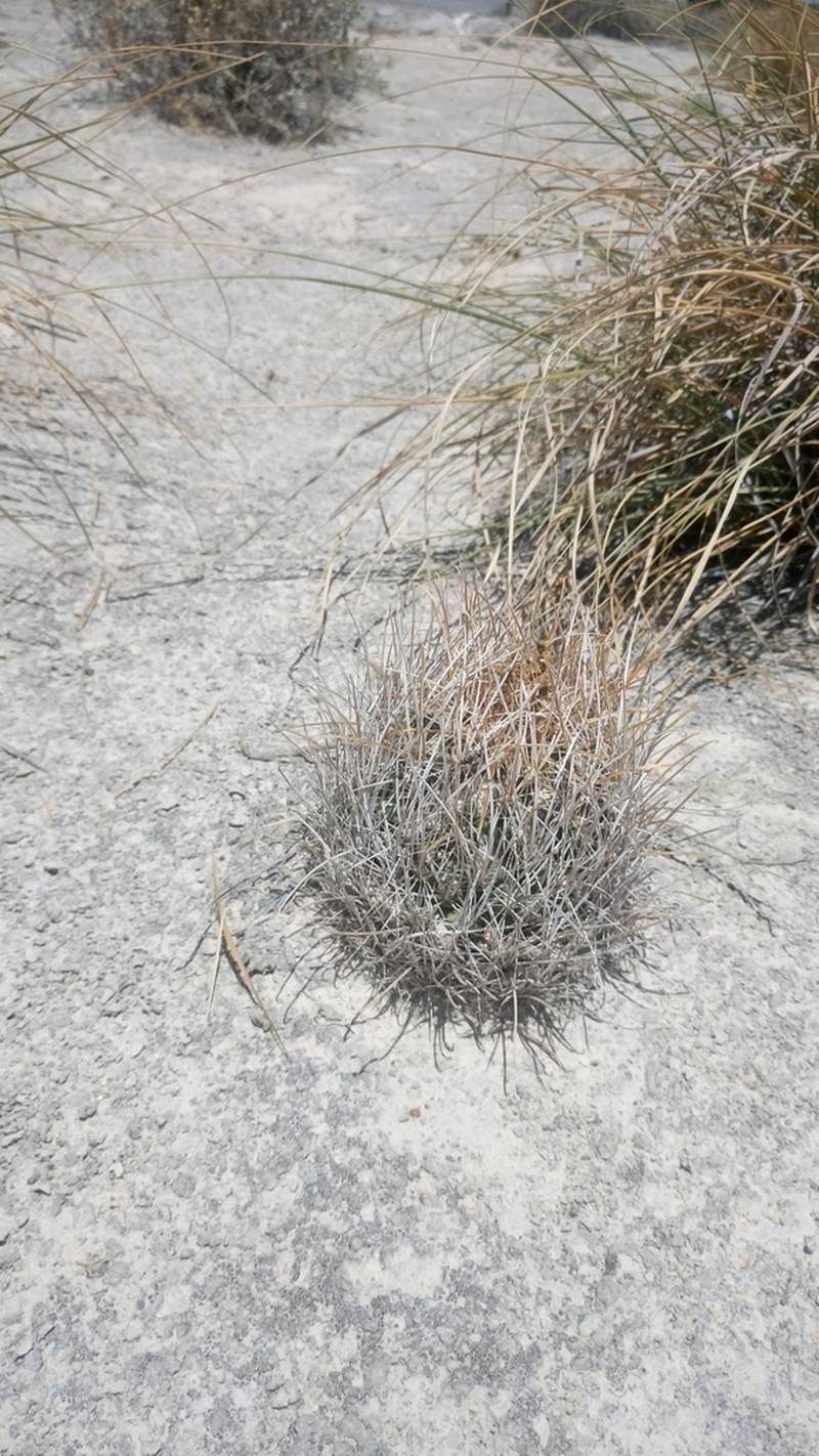 Sclerocactus pinkavanus photo 5