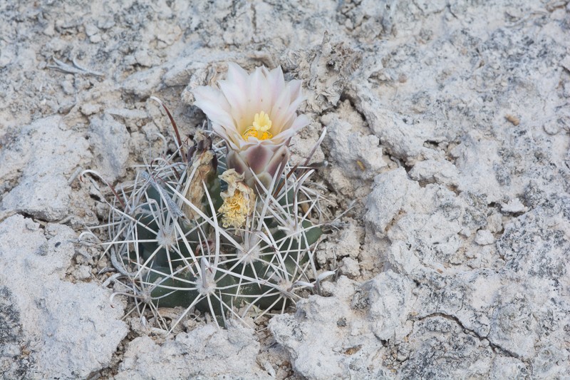 Sclerocactus pinkavanus photo 6