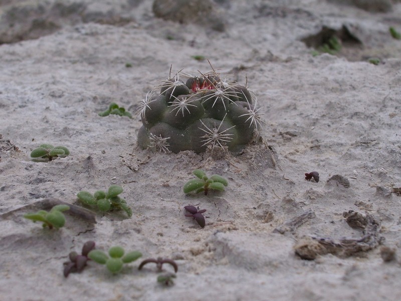 Sclerocactus pinkavanus photo 7