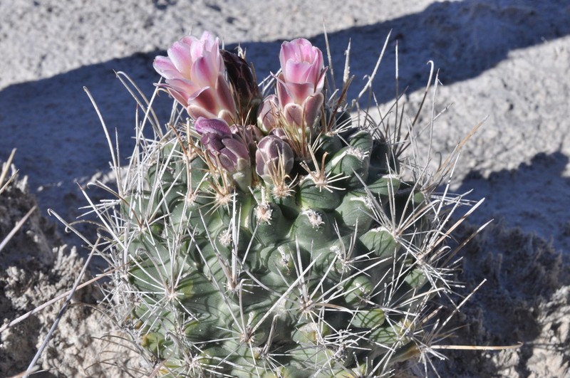 Sclerocactus pinkavanus photo 8