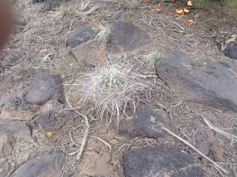 Redspined Fishhook Cactus photo 3