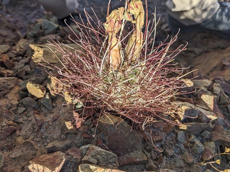 Redspined Fishhook Cactus photo 4