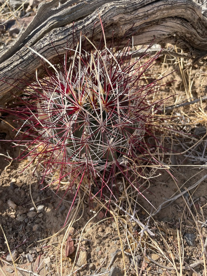 Redspined Fishhook Cactus photo 5