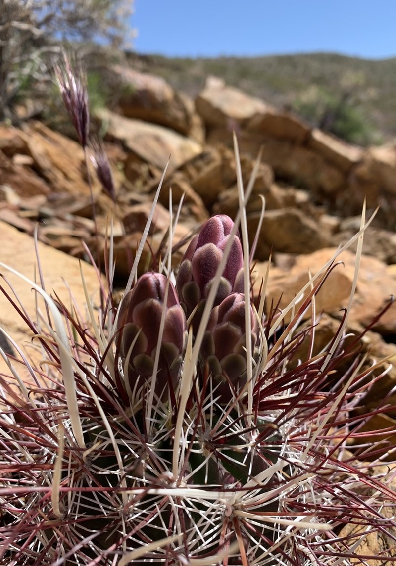 Redspined Fishhook Cactus photo 6