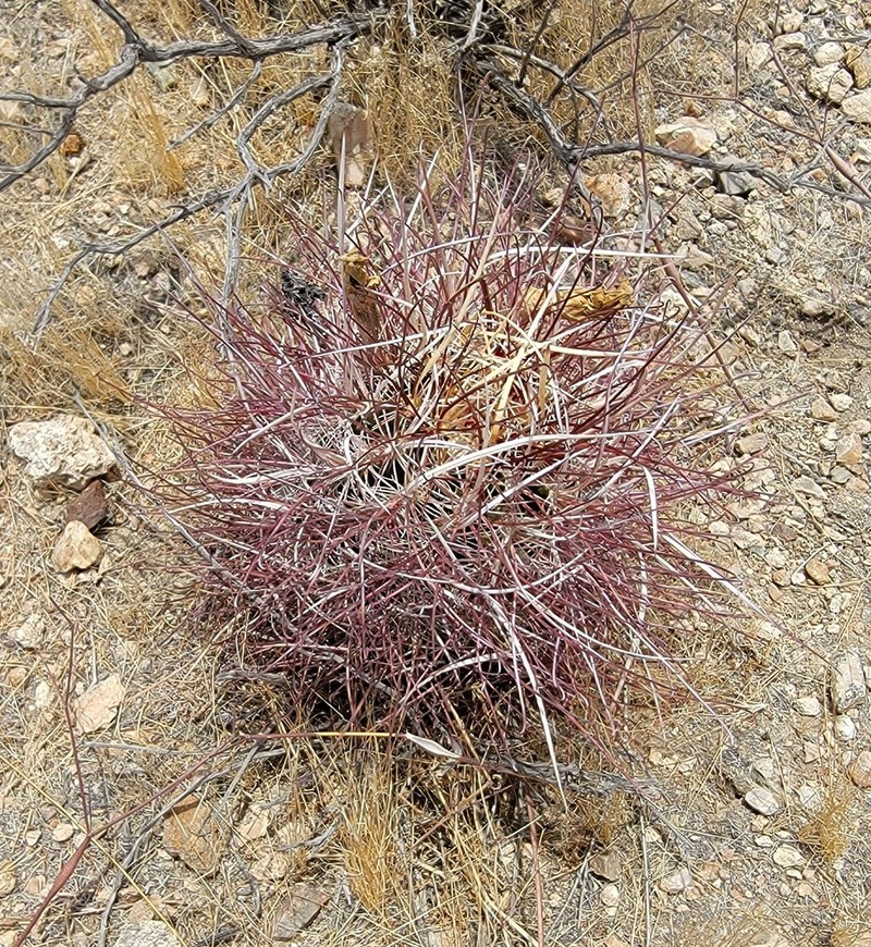 Redspined Fishhook Cactus photo 7