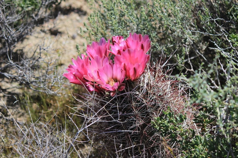 Redspined Fishhook Cactus photo 8
