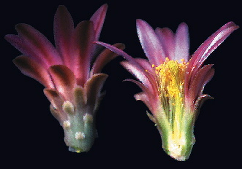 Redspined Fishhook Cactus photo 4