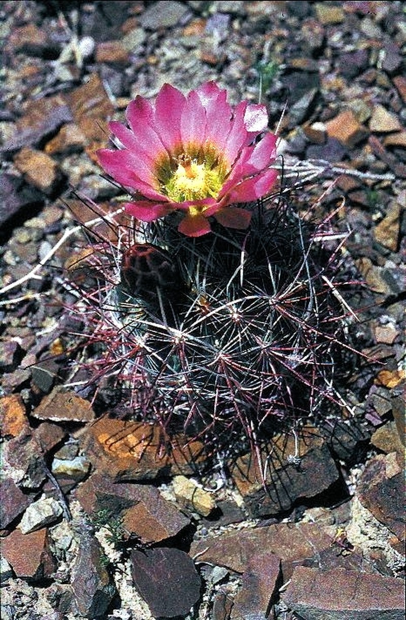 Redspined Fishhook Cactus photo 5