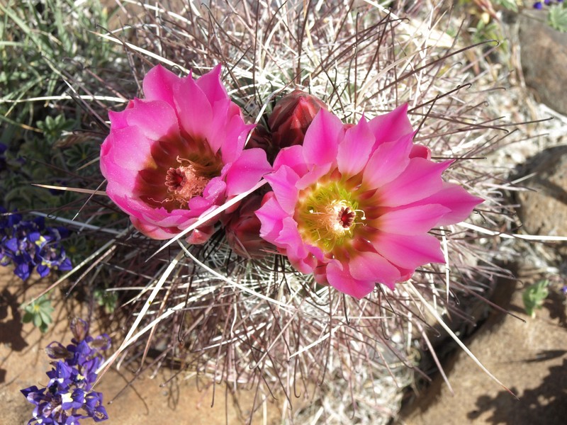 Redspined Fishhook Cactus