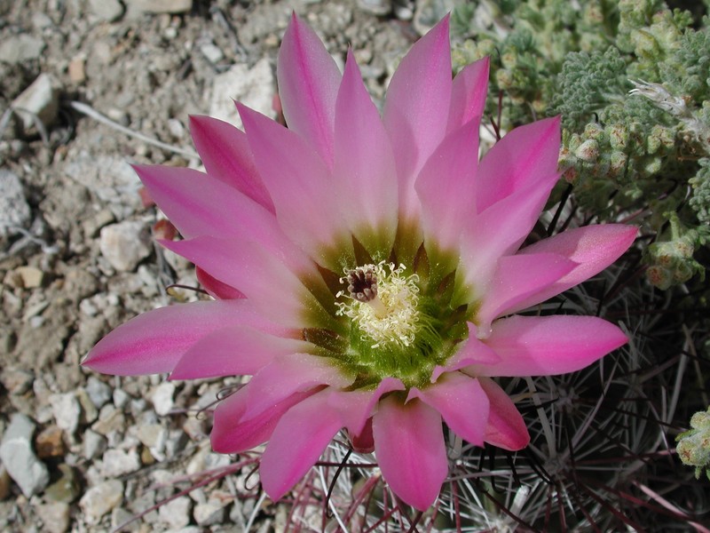 Redspined Fishhook Cactus photo 2