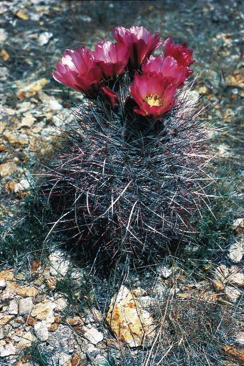 Redspined Fishhook Cactus photo 3