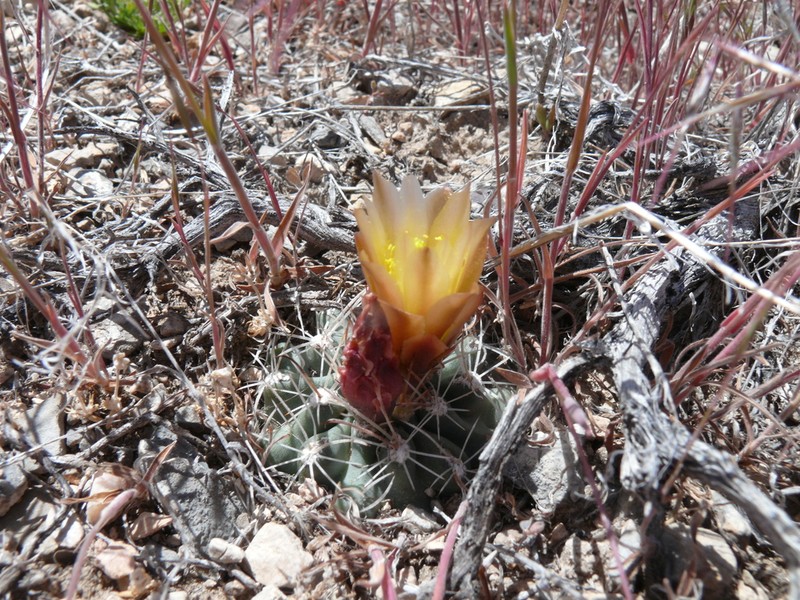 Great Basin Fishhook Cactus photo 2