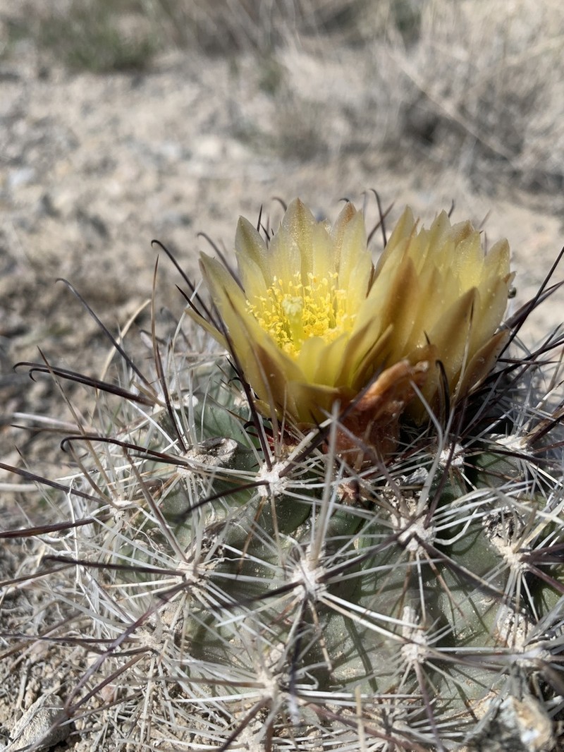 Great Basin Fishhook Cactus photo 3