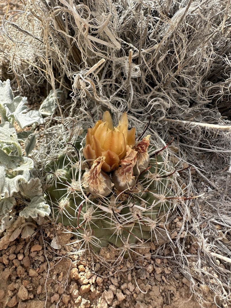 Great Basin Fishhook Cactus photo 4