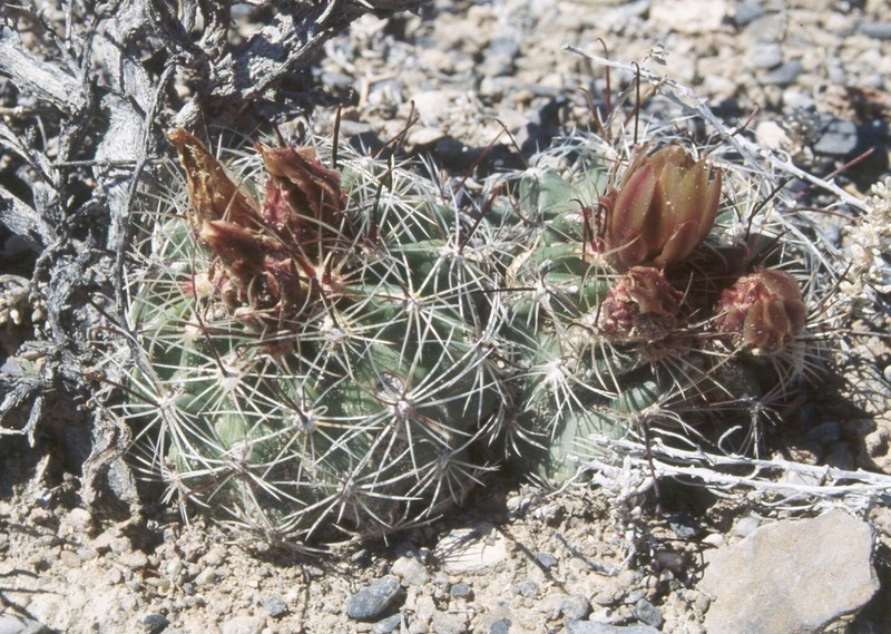 Great Basin Fishhook Cactus photo 5