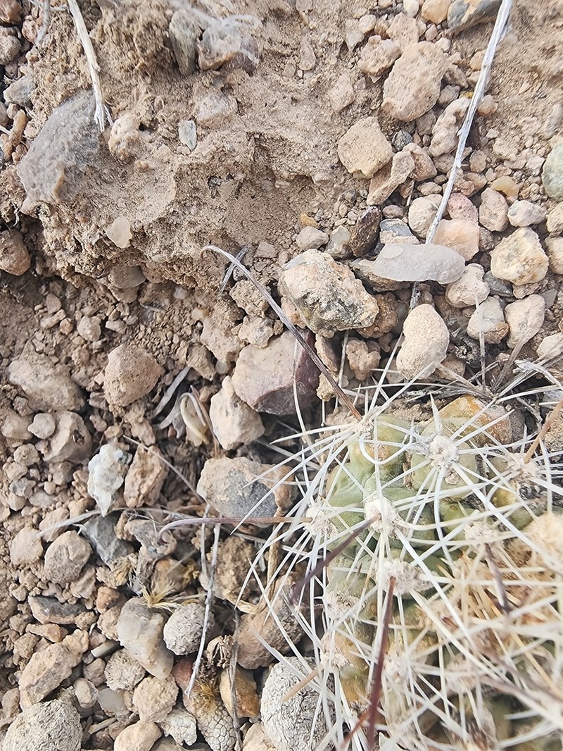 Great Basin Fishhook Cactus photo 6