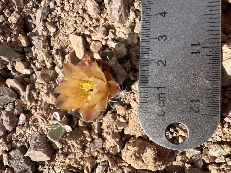 Great Basin Fishhook Cactus photo 7
