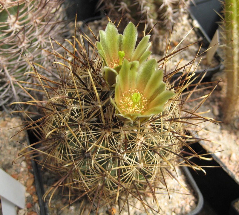 Scheer's Fishhook Cactus