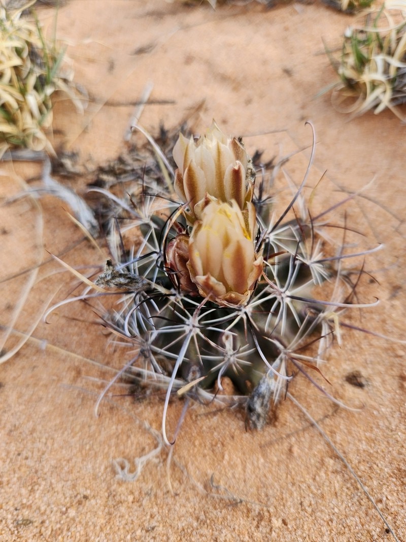 Siler Fishhook Cactus photo 3