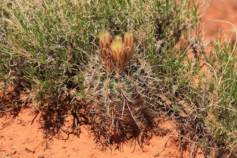 Siler Fishhook Cactus photo 4