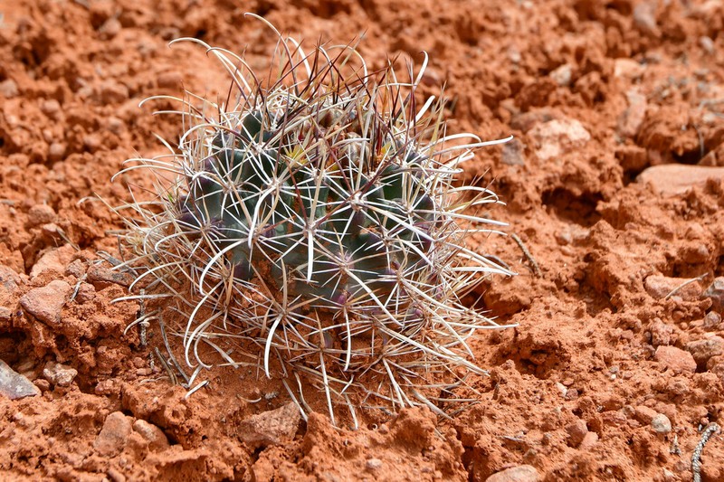 Siler Fishhook Cactus photo 5