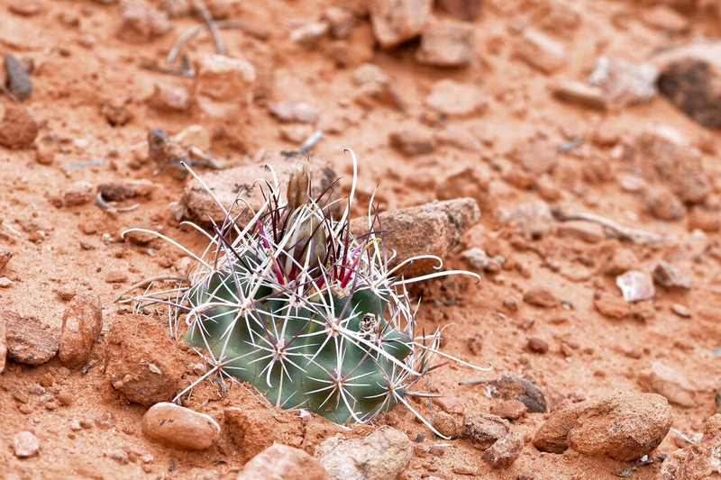 Siler Fishhook Cactus photo 6