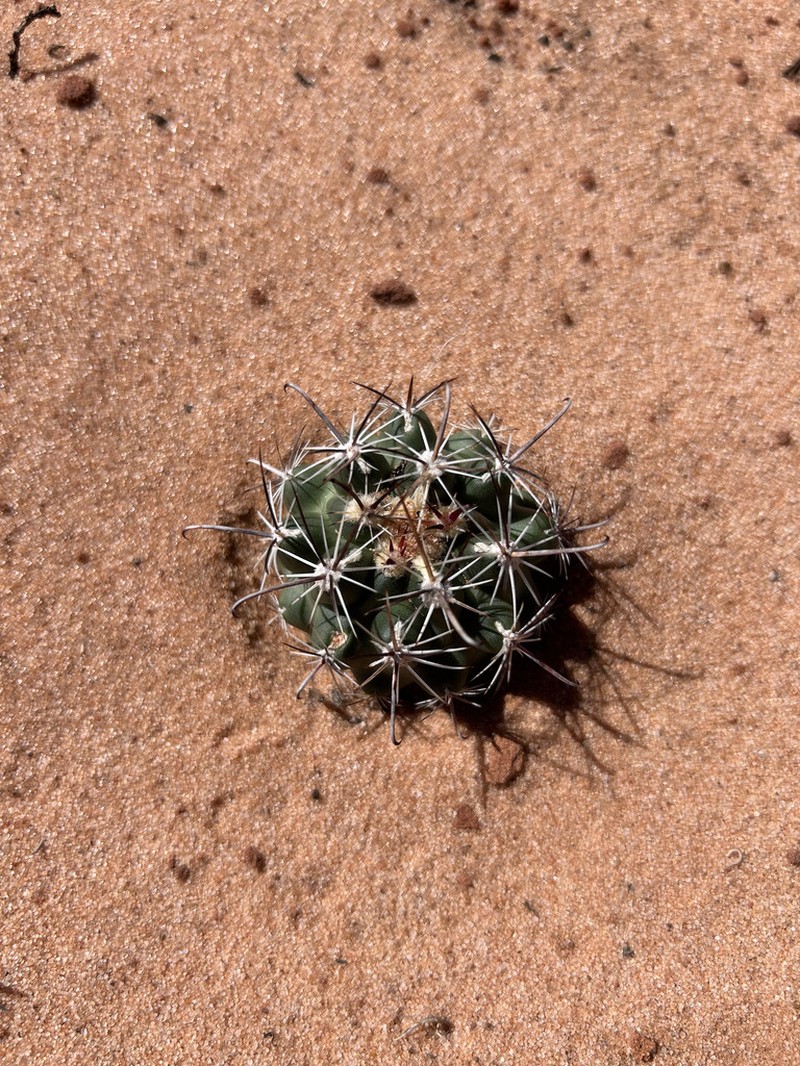 Siler Fishhook Cactus photo 7