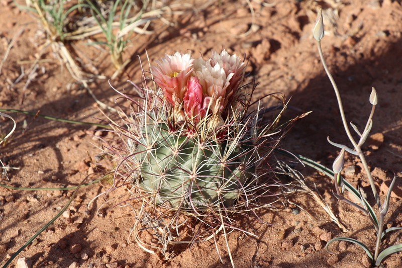 Siler Fishhook Cactus photo 8