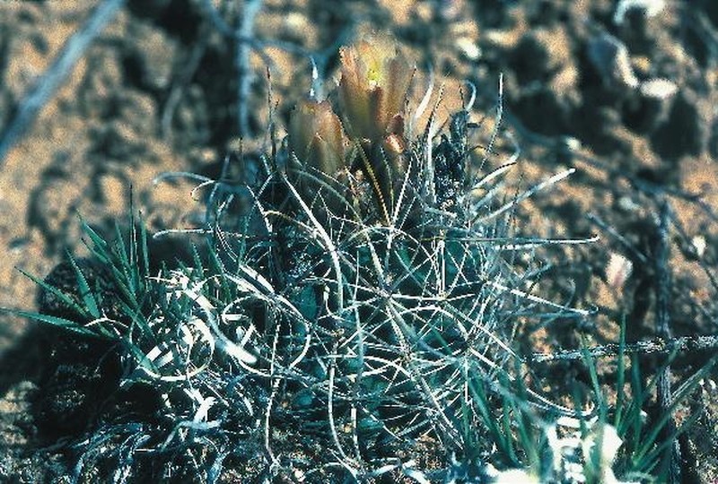 Siler Fishhook Cactus photo 2
