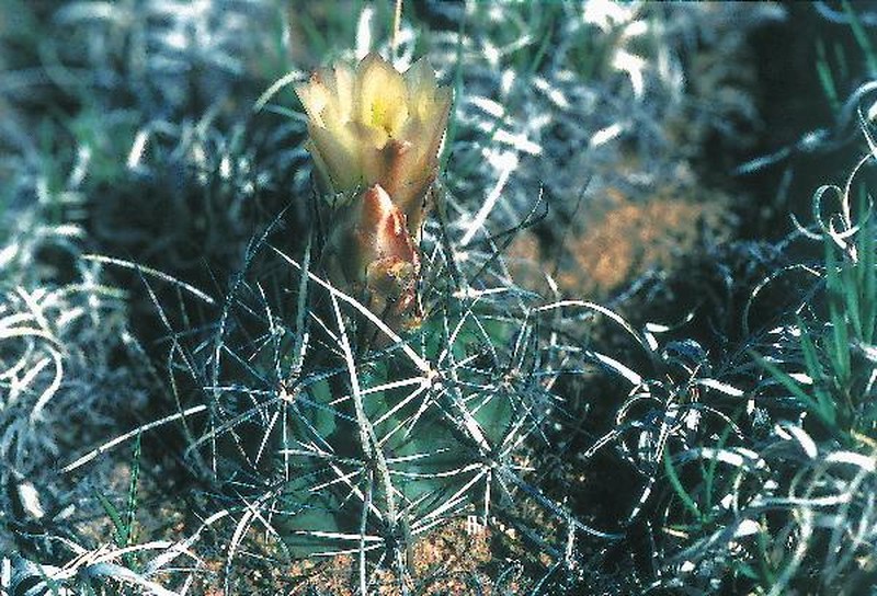 Siler Fishhook Cactus photo 3