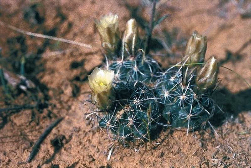 Siler Fishhook Cactus