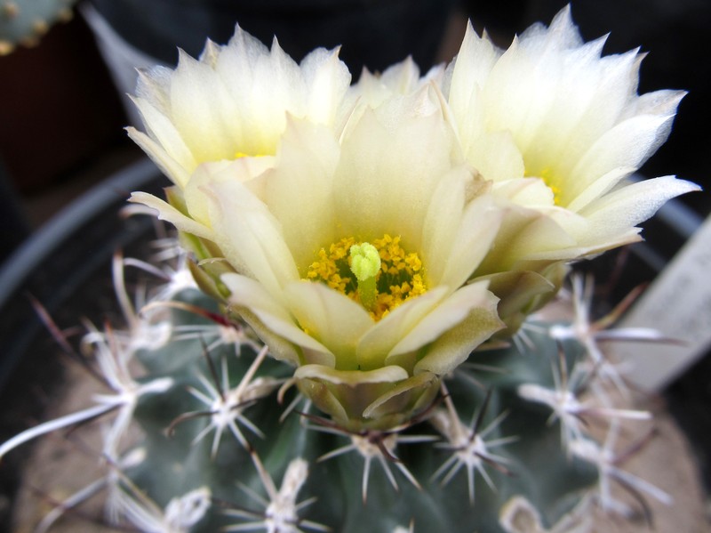 Siler Fishhook Cactus photo 4