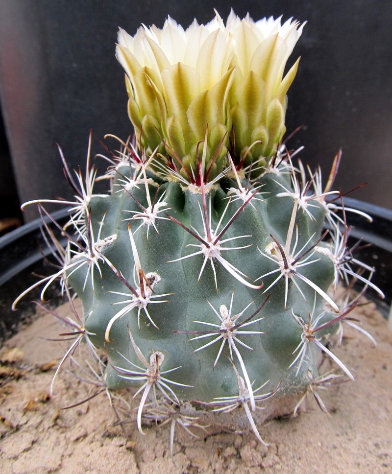 Siler Fishhook Cactus photo 5