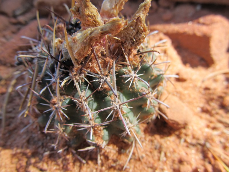 Siler Fishhook Cactus photo 6