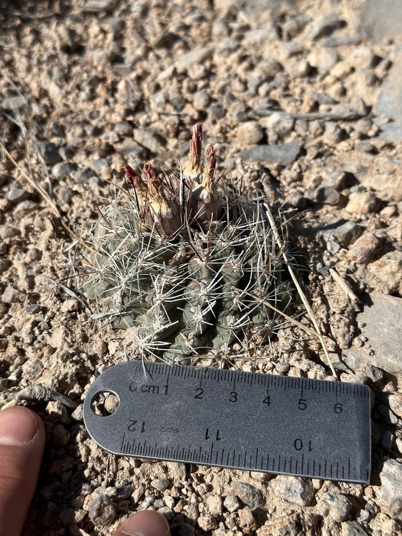 Desert Valley Fishhook Cactus