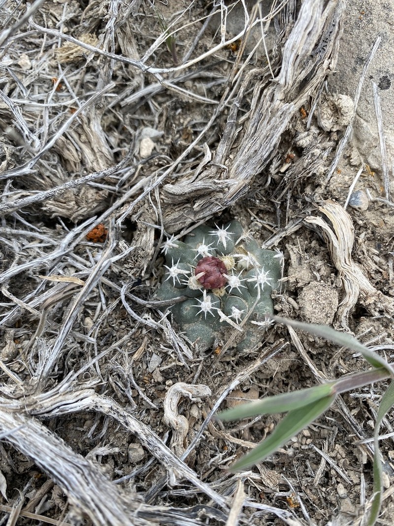 Desert Valley Fishhook Cactus photo 2