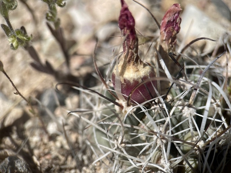 Desert Valley Fishhook Cactus photo 3