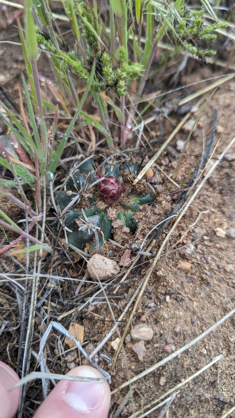 Desert Valley Fishhook Cactus photo 4