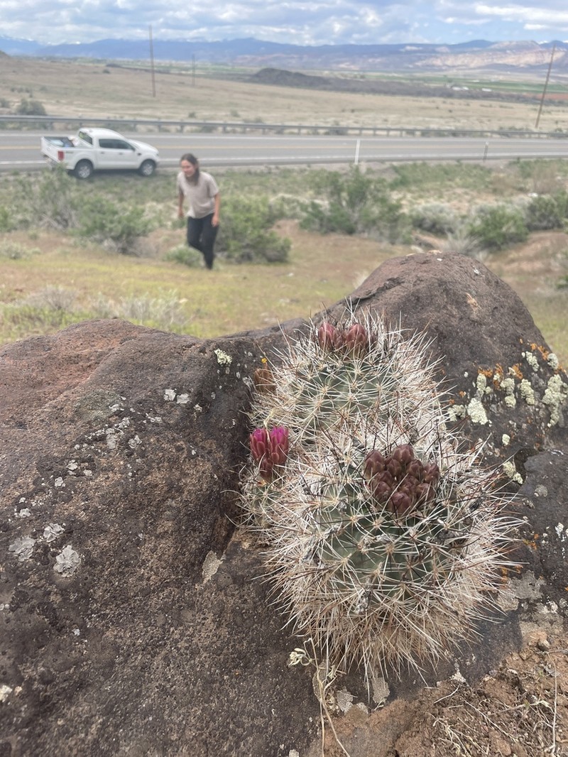Desert Valley Fishhook Cactus photo 5